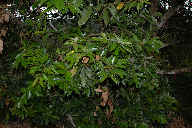 Castanopsis indica